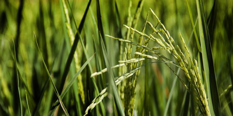 Beneficial Foods for the Yogi