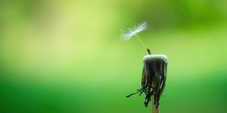 Cultivate Positive Peace