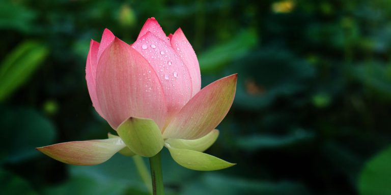 Purity