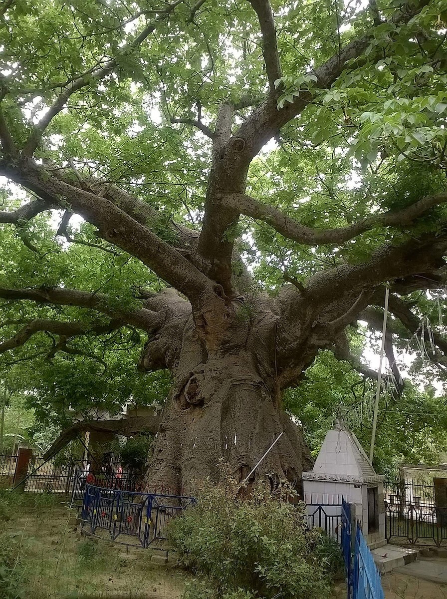 Parijat Tree 1