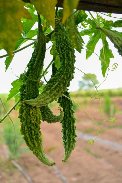 Yoga Sandesha-Nutrition-Bittergourds
