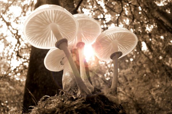 Yoga Sandesha-Mushrooms-Sep-2025