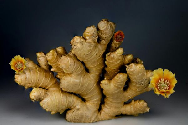 Yoga Sandesha-Nutrition-Nov-2025