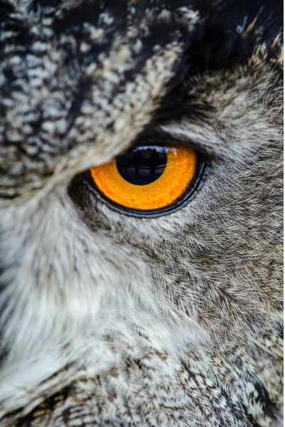 Yoga-Vidya-Arjuna=eye